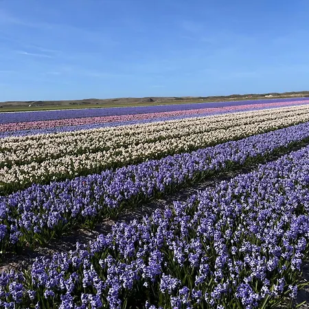 Callantsduinzicht, Beachappartement 18 Apartment Callantsoog