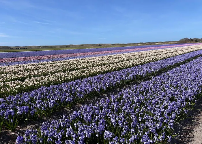 Callantsduinzicht, Beachappartement 18 Apartment Callantsoog